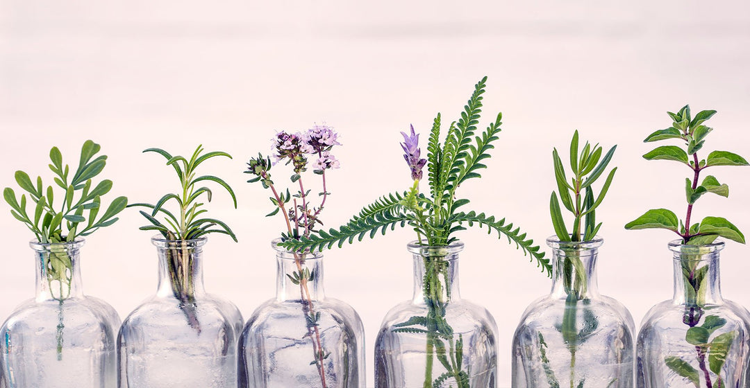 5 Herbs (you probably  have) that will have a drastic impact on your health.