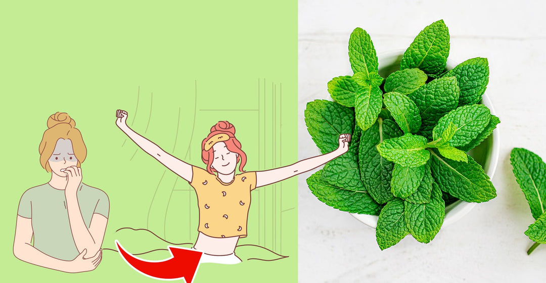 Lemon Balm - uses and benefits
