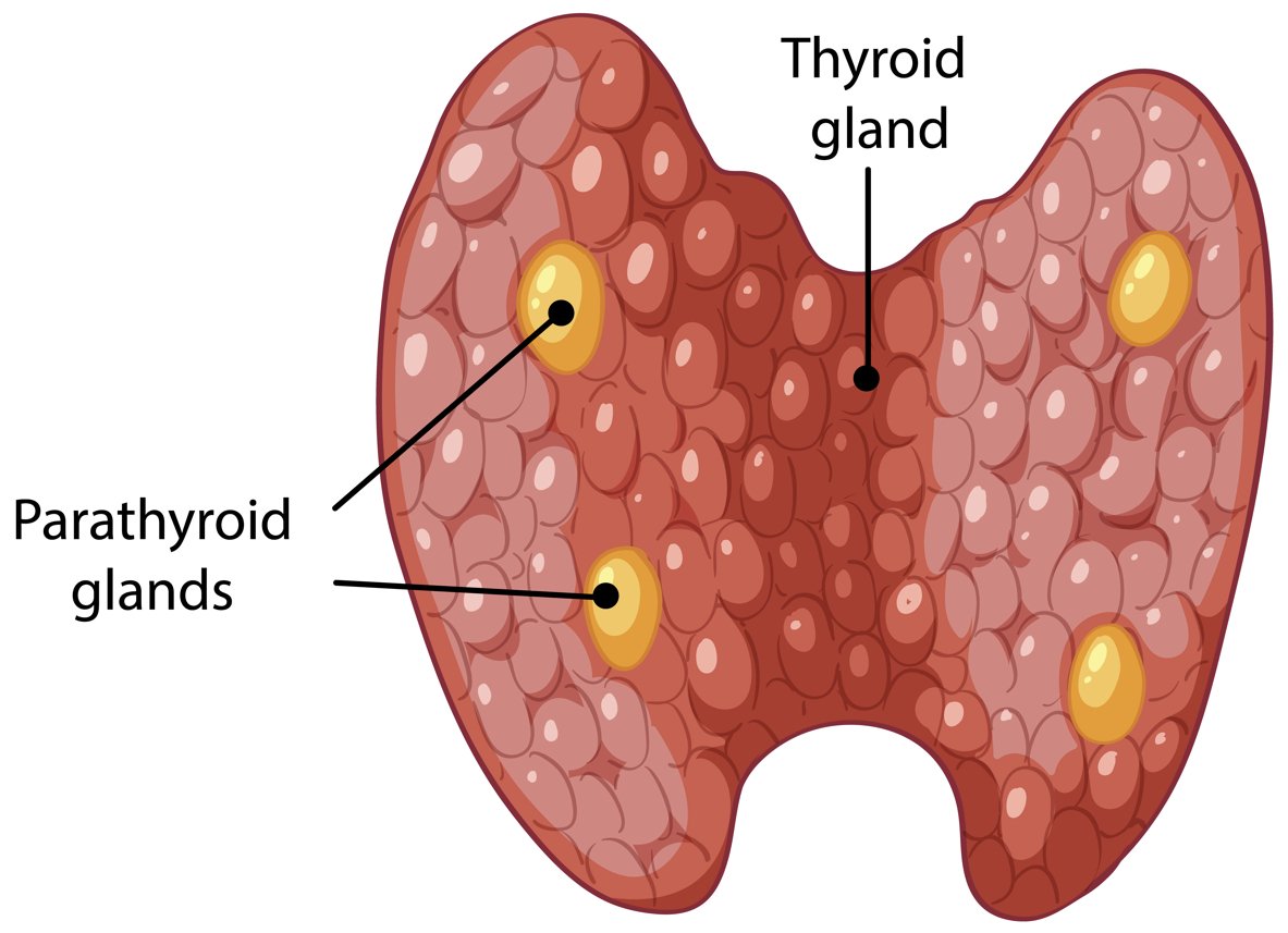 Castor Oil for Thyroid Health: A Natural Approach to Wellness - Hyaluxe Body