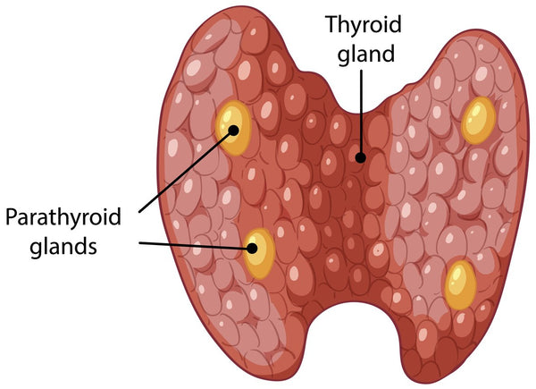 Castor Oil for Thyroid Health: A Natural Approach to Wellness