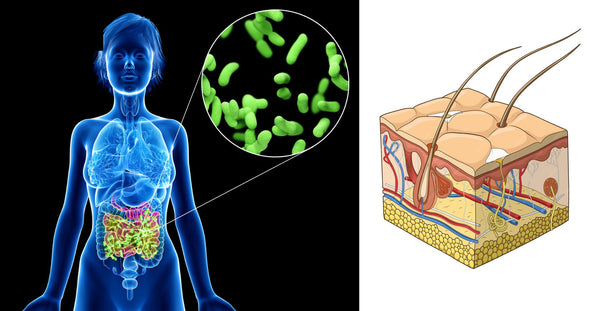 How Gut Health Affects Skin